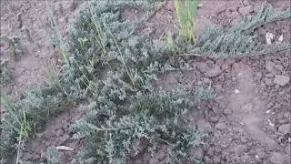 Ялівець горизонтальний Вілтоні (Wiltonii). 2018 рік. Весна. Чотири роки.