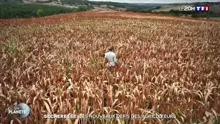 Que mangerons-nous dans cinq ou dix ans ?  Face à la sécheresse, les nouveaux défis des agriculteurs