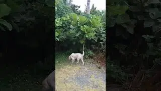 What is a unique fact about a dog? #dog #funny
