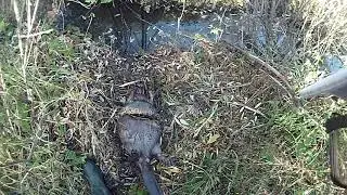 Проверка капканов на бобра.