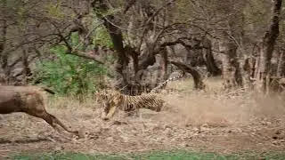 Bengal Tiger Chasing Sambar Deer in Forest Stock video