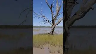 Reedy Lake (drone)