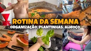 VLOGÃO: ROTINA, ALMOÇO, PLANTINHAS NOVAS, ORGANIZAÇÃO DO LAR, FIZ TEMPERO, COMPRINHAS E MUITO MAIS