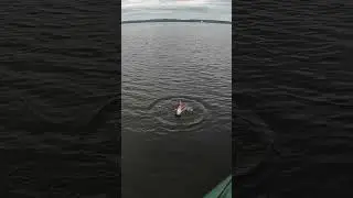 На спининг в заливе Spinning in the bay