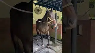 Do you know why he always move the feet? What’s he want? Haha!#horseriding #horse #shorts