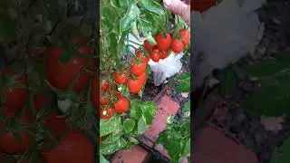 Томат "ПИР НА ВЕСЬ МИР".