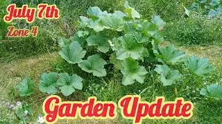 Garden Update July 7th | squashes stealing the show | zone 4