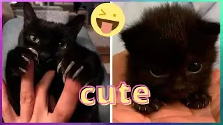 Funny Animals Getting Scared And Startled Cats Compilation Part  4