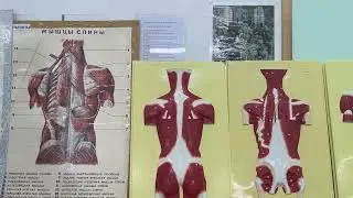Видеолекция 