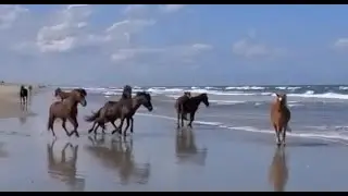 Horses swimming in the sea and river are a very beautiful and majestic sight for horse enthusiasts