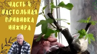 Часть 4. Настольная прививка инжира,  винограда.