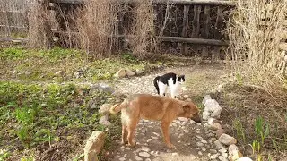 Знакомство с Весною.
