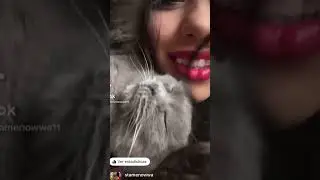 ❤️Бети❤️ #геристаменова #petlover #russianbluecat #catsofinstagram #gatoslindos  #betty #mycat