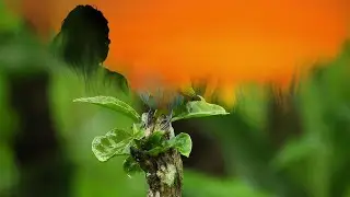 Paint Brush Transitions (after effects template)