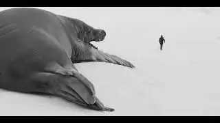 Antarctica Calling Official Trailer