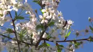 Христианская музыкальная группа 'Живая Вода'  Клип 'Иисус прославленный'