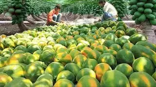 How American Farmers Harvest Thousands Of Tons Of Papaya || Papaya Harvesting || American Farming