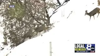 No hunting tags for antlerless and pronghorn this season