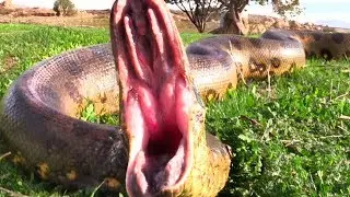 Wild Anaconda Enters Yard -- We Feed It