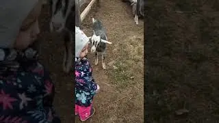 Пришли на ферму с детьми посмотреть коз.