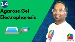 Agarose Gel Electrophoresis || Techniques Lecture 11