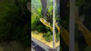 6,000L African River Aquarium!