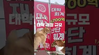 고양이가 알려주는 경북대학교