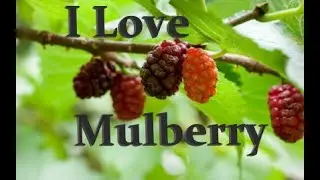 You Should Be Growing Mulberry !!