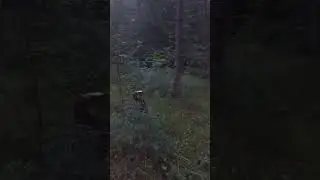 #лес #отдых