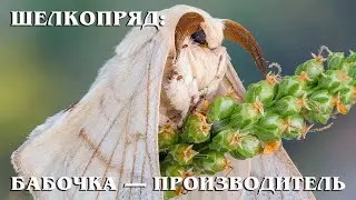 Silkworm: Victim of human hedonism | Interesting facts about insects