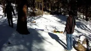 Snow and Dogs