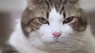 Why Does My Cat Hate Me? 3 Common Reasons Explained