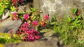 Meditation, Ambient , Sleep, Relaxation  music