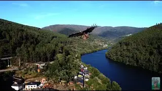 ÁGUILA RATONERA INTENTA TIRAR DRONE DJI MINI 2 SE