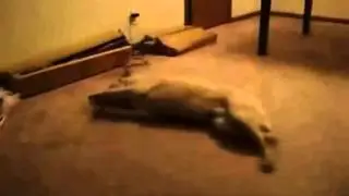 Приколы про животных и танцы