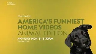 [Promo] AFV Animal Edition | National Geographic Wild