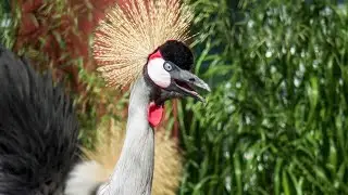 Exotic Bird Farm