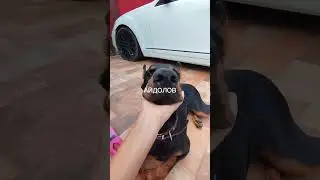 с ноткой альфиного лая 🤣