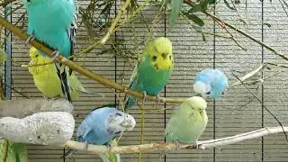 budgie sounds