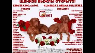 Помёт 2 - Семь недель жизни