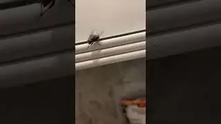 Getting Jumpscared By a Bug