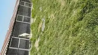 KANGAL ÇİFTLİĞİ KANGAL SESİ
