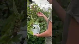 Ягоды на чай🍵
