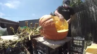 Pumpkin Dissection