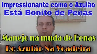 ESSE É O MANEJO PERFEITO PARA QUE O AZULÃO TENHA UMA BOA MUDA DE PENAS / O RESULTADO DIFERENCIADO
