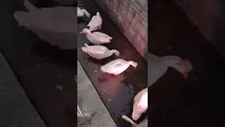 Rajhansh Indian bird swan 
