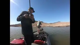 Tilapia kicking my ass part II