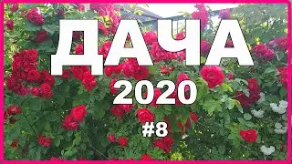 ДАЧА | Последнее видео дачного сезона 2020 | #8