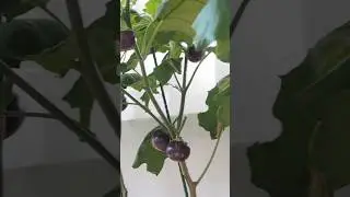 Growing Eggplants in 100 days.