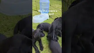 puppy nap time #puppynap  #puppies #puppyvideos #puppiesforsale #georgia  www.southernblacklabs.com